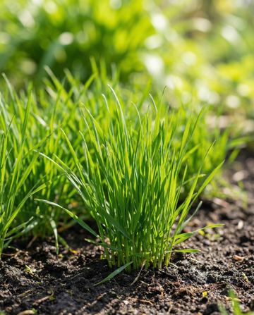 Trawa dla kota (Hordeum vulgare) – nasiona trawy jednorocznej od SeedsChoice