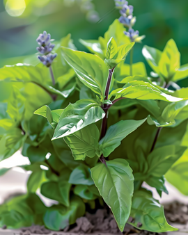 Cinnamon Basil Seeds Ocimum Basilicum Annual Herb Aromatic Leaf