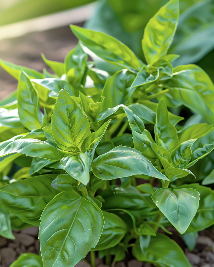 Nasiona bazylii drobnolistnej (Ocimum basilicum) – zioło jednoroczne