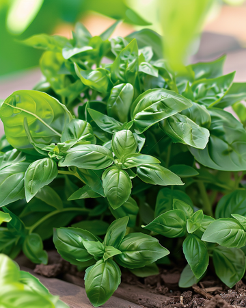 Nasiona bazylii Bascuro Greek (Ocimum basilicum) – jednoroczna