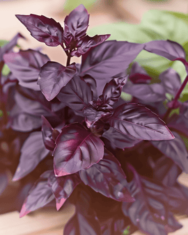 Nasiona bazylii Dark Opal Ocimum basilicum jednoroczne zioło fioletowe liście