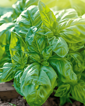 Nasiona bazylii Napolitano o liściach sałatowych (Ocimum basilicum) – jednoroczne warzywo