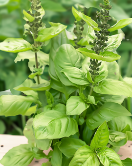 Blue Spice Basil Seeds Ocimum Basilicum Annual Herb