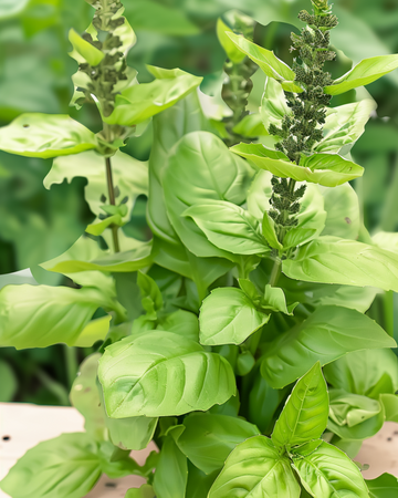 Blue Spice Basil seeds (Ocimum basilicum) – annual herb