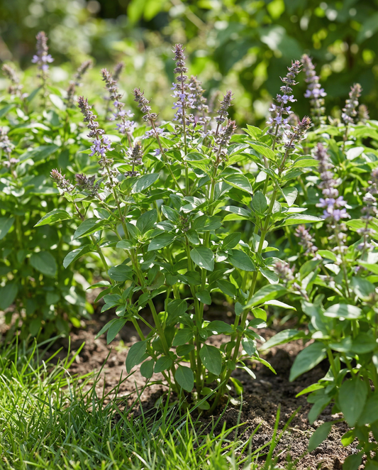 Bazylia Blue Spice (Ocimum basilicum) – nasiona rocznego ziela od SeedsChoice