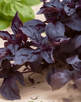 Nasiona Purple Ruffles Basil Ocimum basilicum jednoroczne zioło