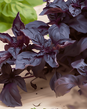 Nasiona Purple Ruffles Basil (Ocimum basilicum) – jednoroczne zioło