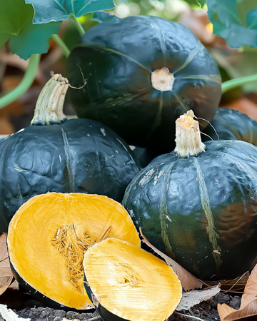 Nasiona dyni Sweet Mama F1 (Cucurbita maxima) – jednoroczne warzywo