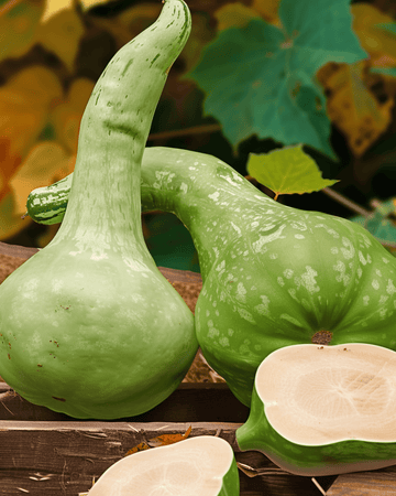 Birdhouse Bottle Gourd Climber seeds (Lagenaria siceraria) – annual climber