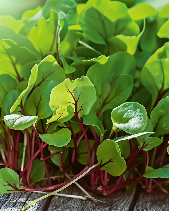 Red Veined Sorrel Microgreens seeds (Rumex sanguineus) – annual microgreens