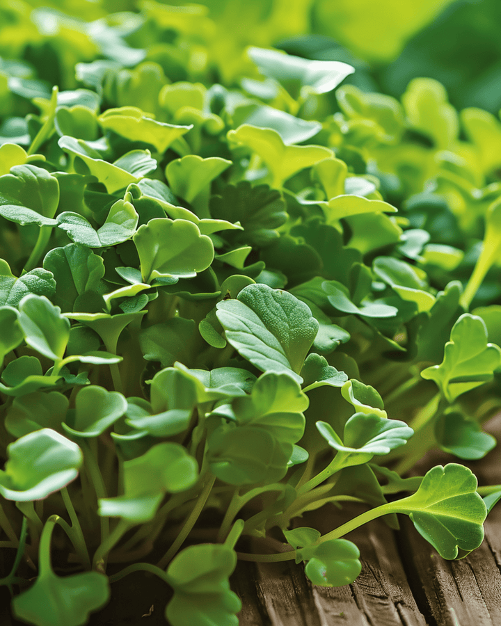 Nasiona mikrozieleni jarmużu kędzierzawego (Brassica oleracea) – roczna mikrozielenina