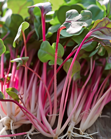 Radish Daikon Red Microgreens seeds (Raphanus sativus) – annual microgreens