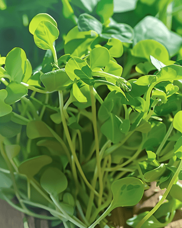 Nasiona kiełków groszku (Pisum sativum) – jednoroczne mikrolistki