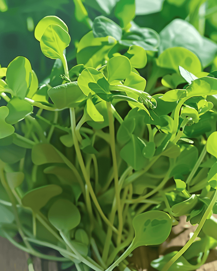 Nasiona kiełków groszku (Pisum sativum) – jednoroczne mikrolistki