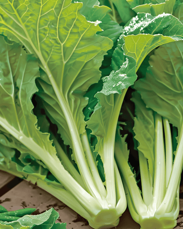 Nasiona amsoi (Brassica juncea) – jednoroczne warzywo
