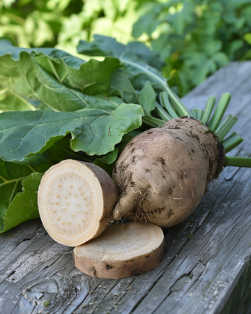 Nasiona buraka pastewnego Brigadier (Beta vulgaris) – roczne warzywo