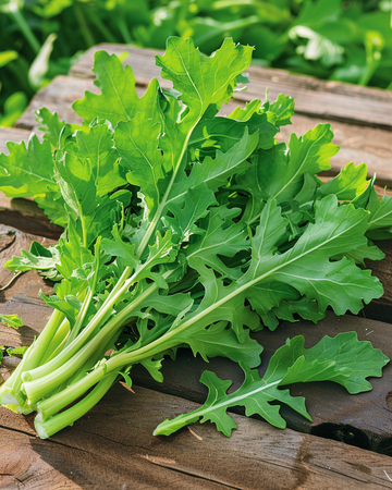 Nasiona cykorii Spadona (Cichorium intybus) – jednoroczne warzywo
