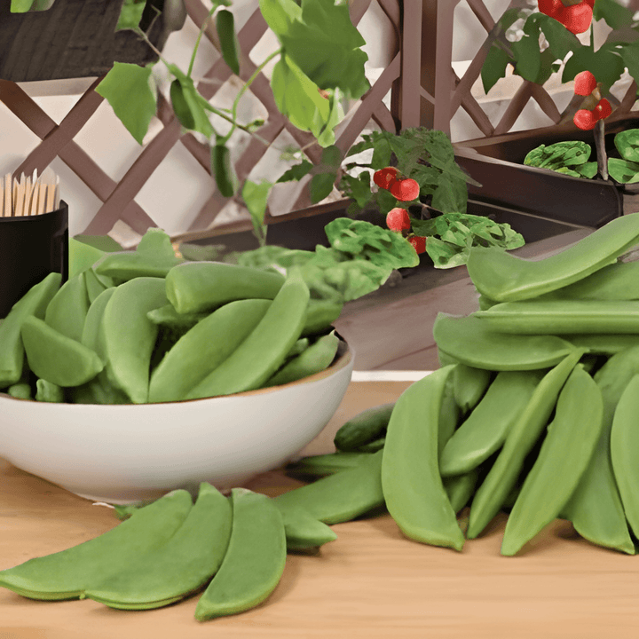 Nasiona groszku cukrowego Delikett (Pisum sativum) – warzywo jednoroczne