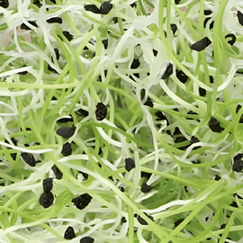 Leek Sprouting Seeds Organic Allium Porrum Annual