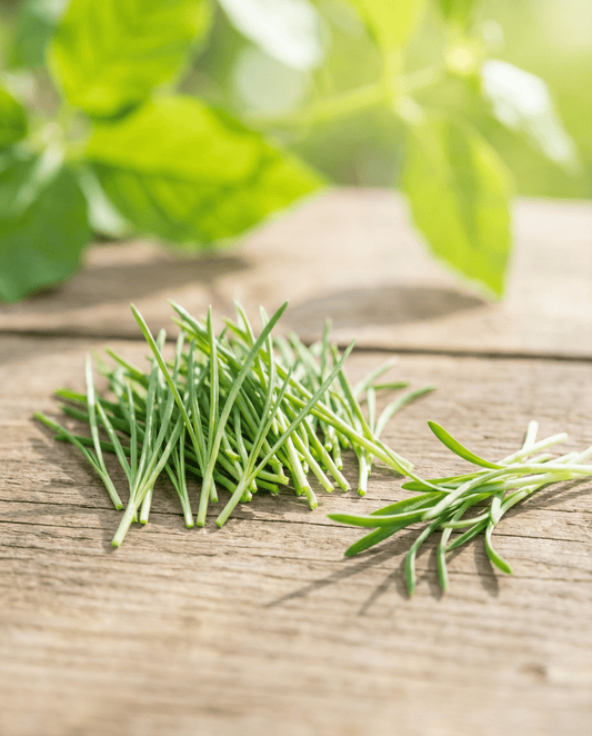 Kiełki pora (Allium porrum) – ekologiczne roczne nasiona do kiełkowania od SeedsChoice