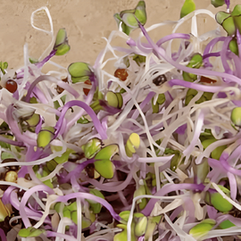 Kohlrabi Sprouting Seeds Organic Brassica Oleracea Annual Purple Variety