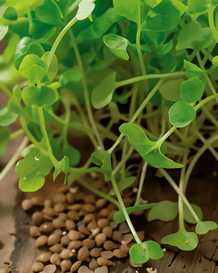 Rocket Sprouting seeds (Eruca sativa) – organic annual sprouting seeds