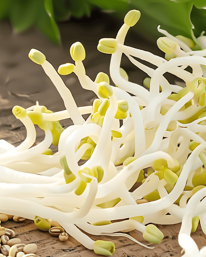 Nasiona fasoli mung do kiełkowania (Vigna radiata) – organiczne roczne nasiona do kiełkowania
