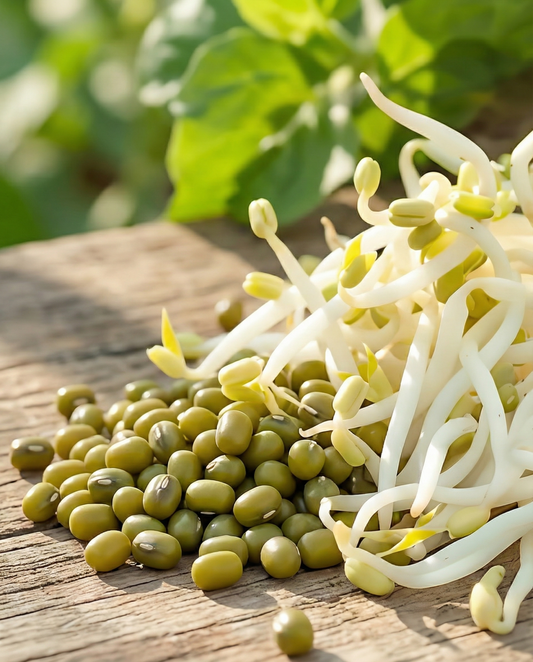 Fasola mung do kiełkowania (Vigna radiata) – organiczne roczne nasiona do kiełkowania od SeedsChoice