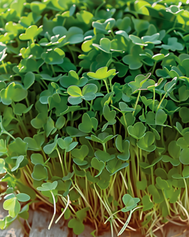 Cress Sprouting Seeds Organic Lepidium Sativum Annual