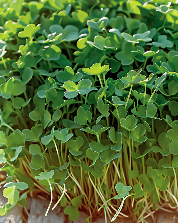 Cress Sprouting seeds (Lepidium sativum) – organic annual sprouting seeds