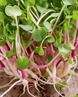 Radish China Rose Seeds Organic Raphanus Sativus Annual Sprouting Variety