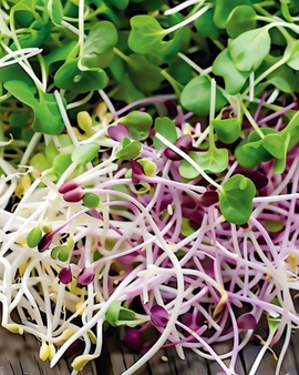 Spicy Sprouting Seeds Mix Organic Annual Lactuca Sativa