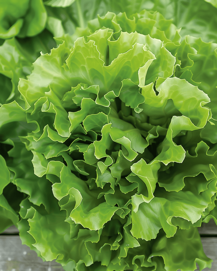 Nasiona endywii Batavian Green 2 (Cichorium endivia) – jednoroczne warzywo
