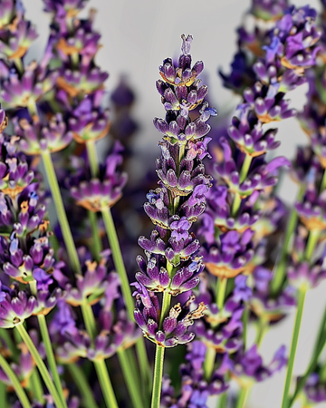 Nasiona lawendy (Lavandula angustifolia) – wieloletnie zioło