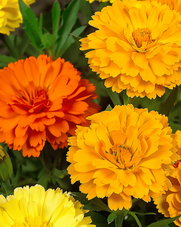 Nasiona Doppia Fiesta Multicolor (Calendula officinalis) – jednoroczne