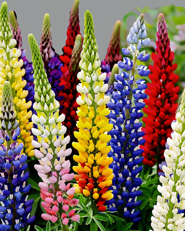 Nasiona Łubinu Multicolor 120cm (Lupinus hartwegii) – wieloletnia mieszanka