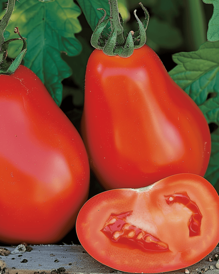 Nasiona pomidora Scatolone Roma Type (Solanum lycopersicum) – warzywo