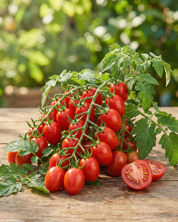 Czerwony pomidor cherry do doniczek (Solanum lycopersicum) – nasiona warzyw od SeedsChoice