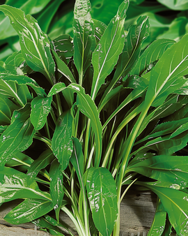 Buck's Horn Seeds Plantago Coronopus Herb