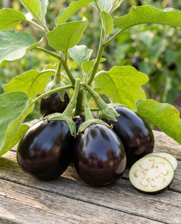 Bakłażan Black Beauty (Solanum melongena) – nasiona warzyw od SeedsChoice