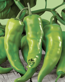 Nasiona papryki Friggitello Capsicum annuum odmiana wczesna