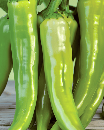 Nasiona papryki Lombardo (Capsicum annuum) – warzywo