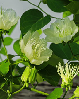 Nasiona kaparów Capparis Spinosa wieloletnie zioło
