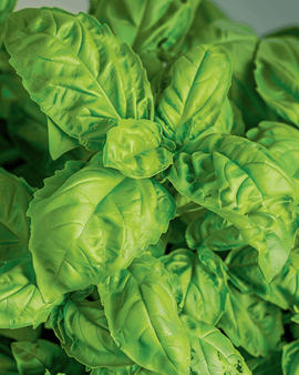 Basil A Foglie Di Lattuga Seeds Ocimum Basilicum Annual Herb