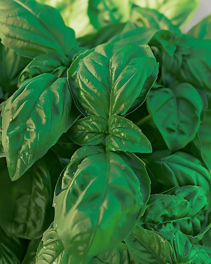 Basil Bolloso Napoletano seeds (Ocimum basilicum) – annual herb