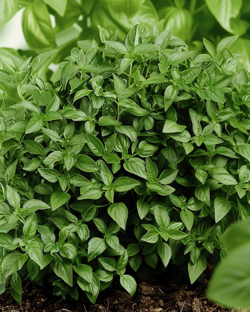 Nasiona drobnolistnej zielonej bazylii krzewiastej (Ocimum basilicum) – roślina jednoroczna