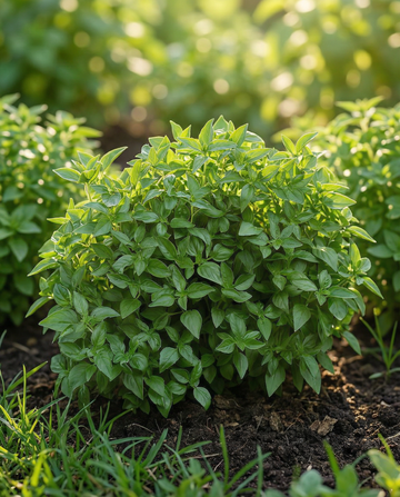 Drobnolistna zielona bazylia krzewista (Ocimum basilicum) – nasiona roczne od SeedsChoice