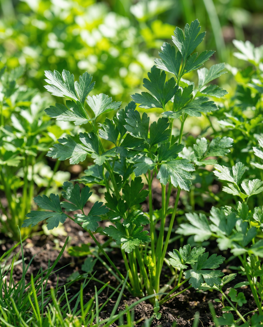 Nasiona pietruszki Giant Of Naples (Petroselinum crispum) – dwuletnie zioło od SeedsChoice