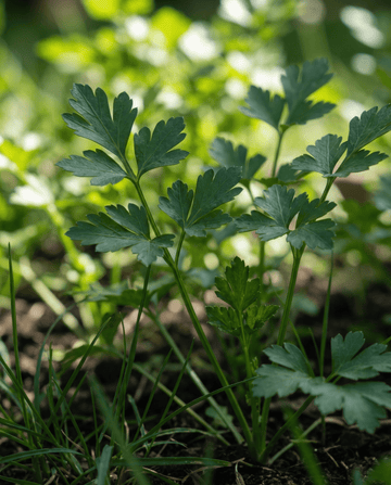 Nasiona pietruszki (Petroselinum crispum) – dwuletnie zioło z SeedsChoice