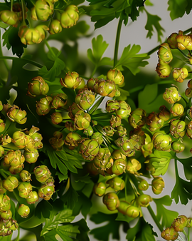 Coriander Seeds Coriandrum Sativum Annual Herb